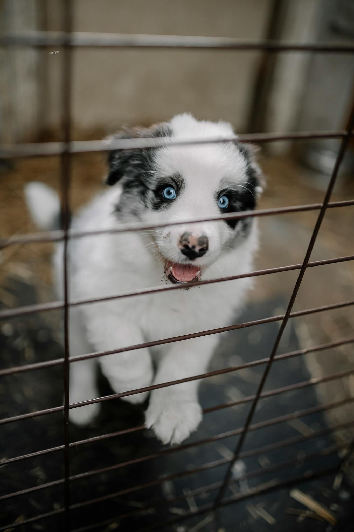 A cute blue-eyed puppy eagerly peering through a cage waiting for adoption.