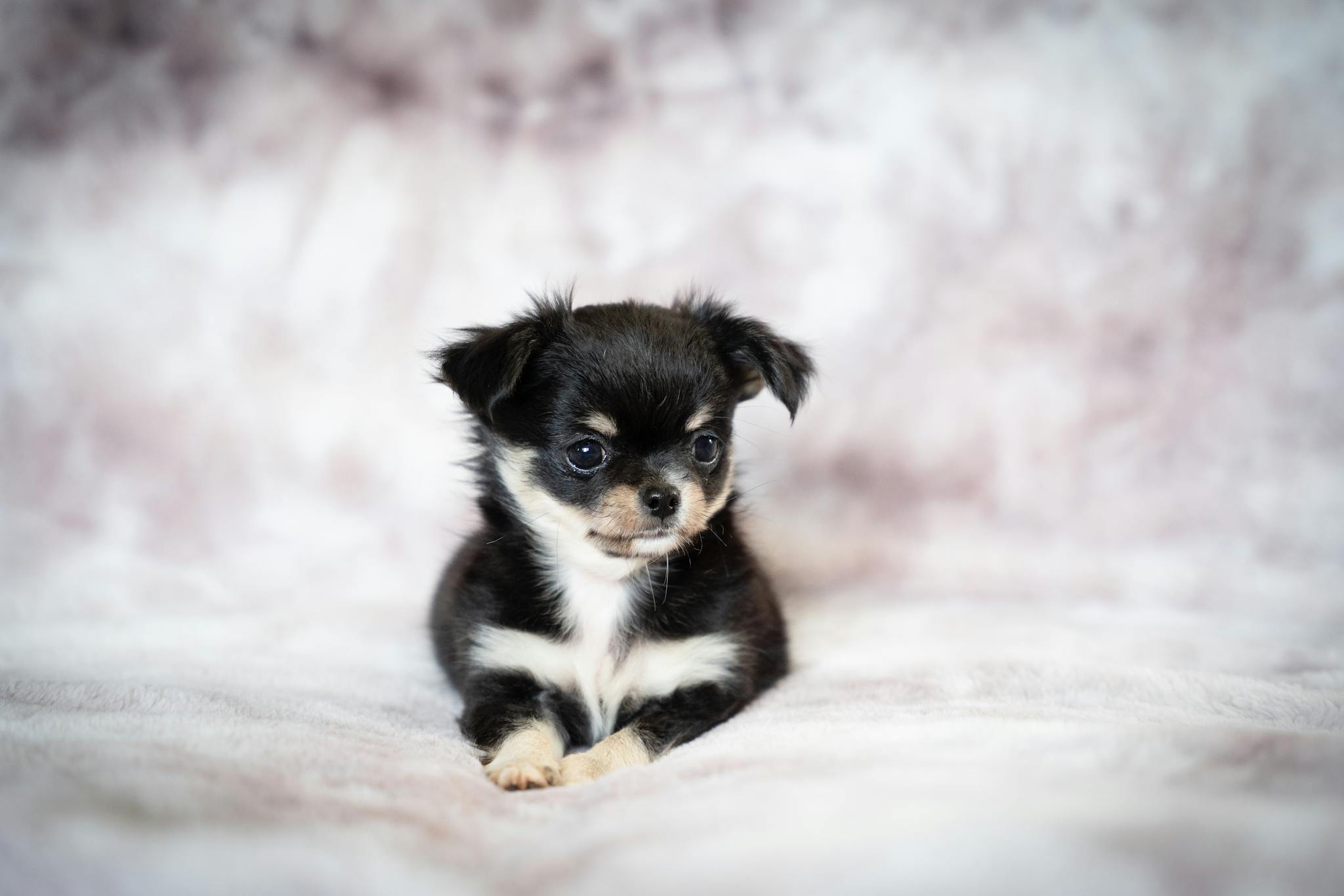Adorable black and white long-haired Chihuahua puppy sitting on a cozy blanket, perfect for pet lovers.
