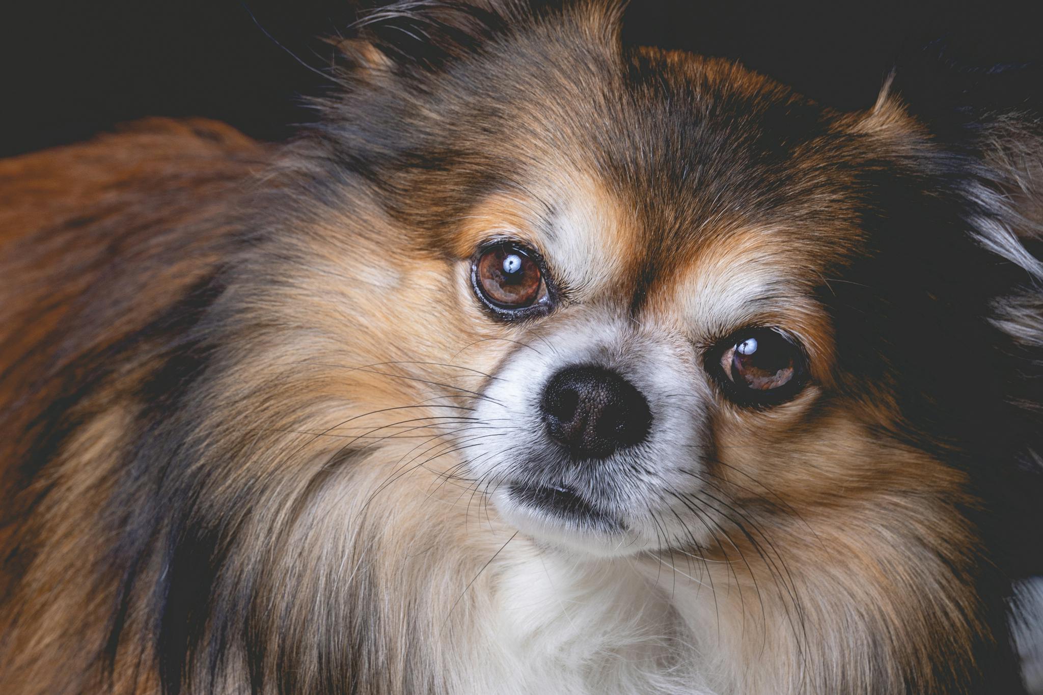 Adorable close-up of a Chihuahua dog showing its furry texture and expressive eyes.
