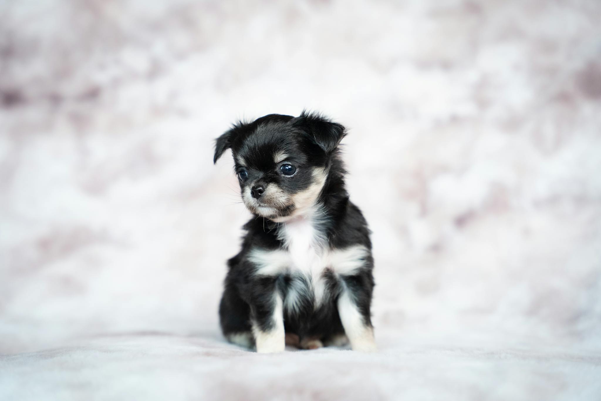 Adorable long-haired Chihuahua puppy posing in a studio setting, perfect for pet photography enthusiasts.