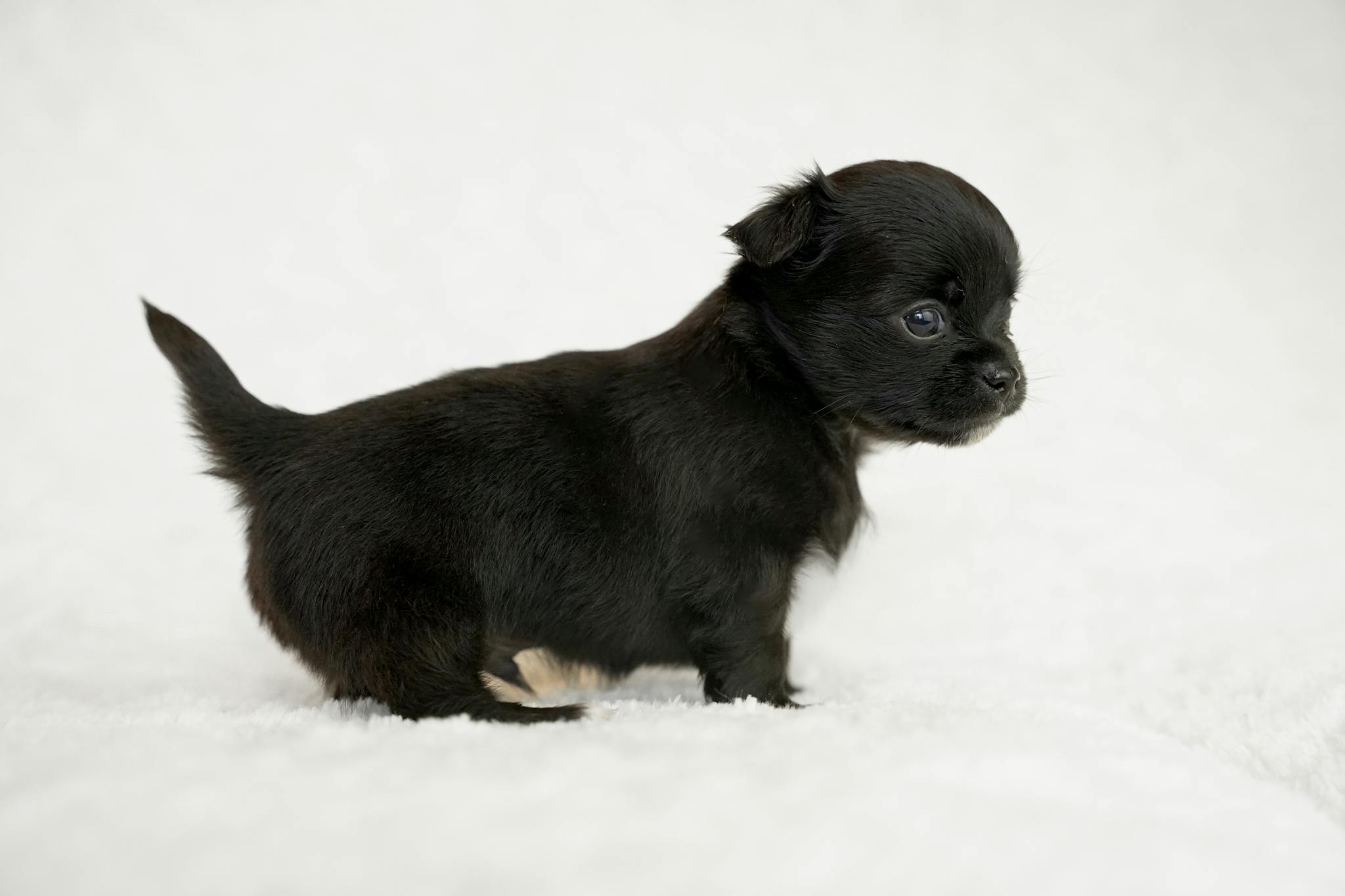 Charming black puppy standing on fluffy white surface, perfect for animal lovers and pet-themed projects.