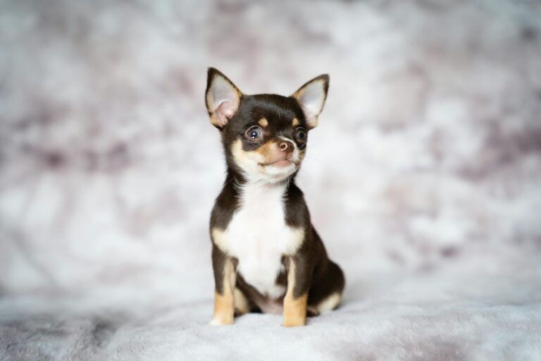 Charming portrait of a chocolate-colored Chihuahua puppy against a soft blurred background.