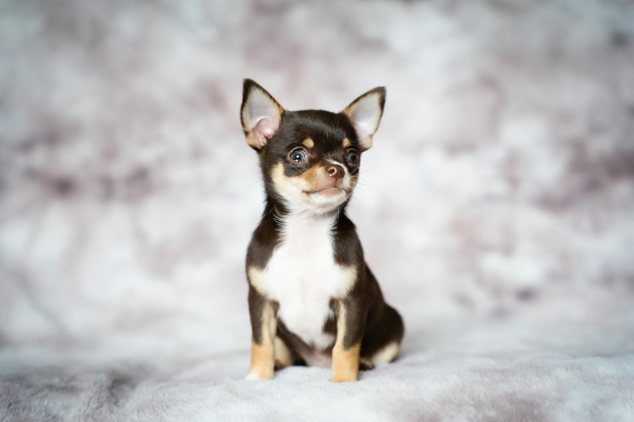 Charming portrait of a chocolate-colored Chihuahua puppy against a soft blurred background.