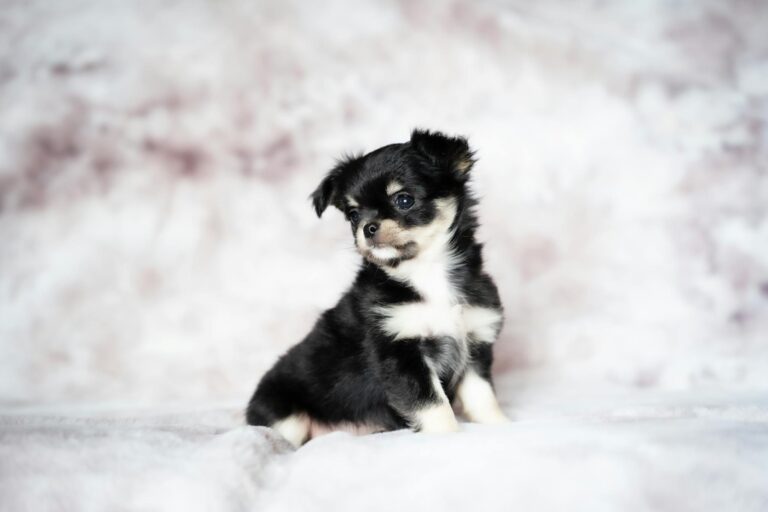 Charming studio shot of a tri-colored Chihuahua puppy posing against a soft pastel background.