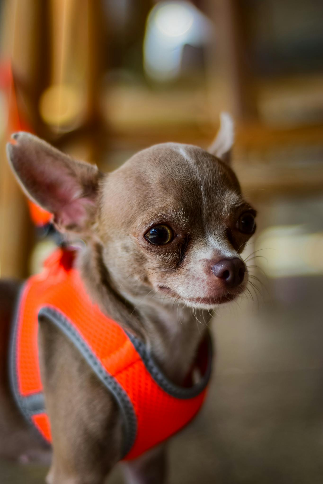 Close-up of a Chihuahua puppy wearing a bright orange harness indoors. Perfect for pet enthusiasts.