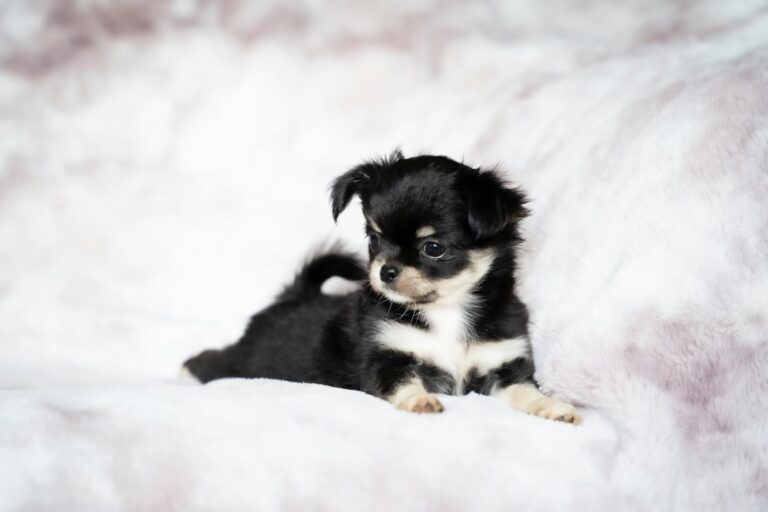 Cute black and white Chihuahua puppy resting on a fluffy white blanket, displaying its long fur coat.