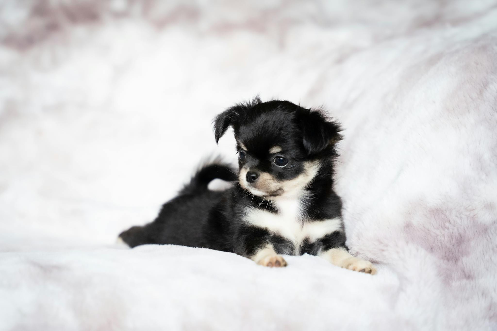 Cute black and white Chihuahua puppy resting on a fluffy white blanket, displaying its long fur coat.
