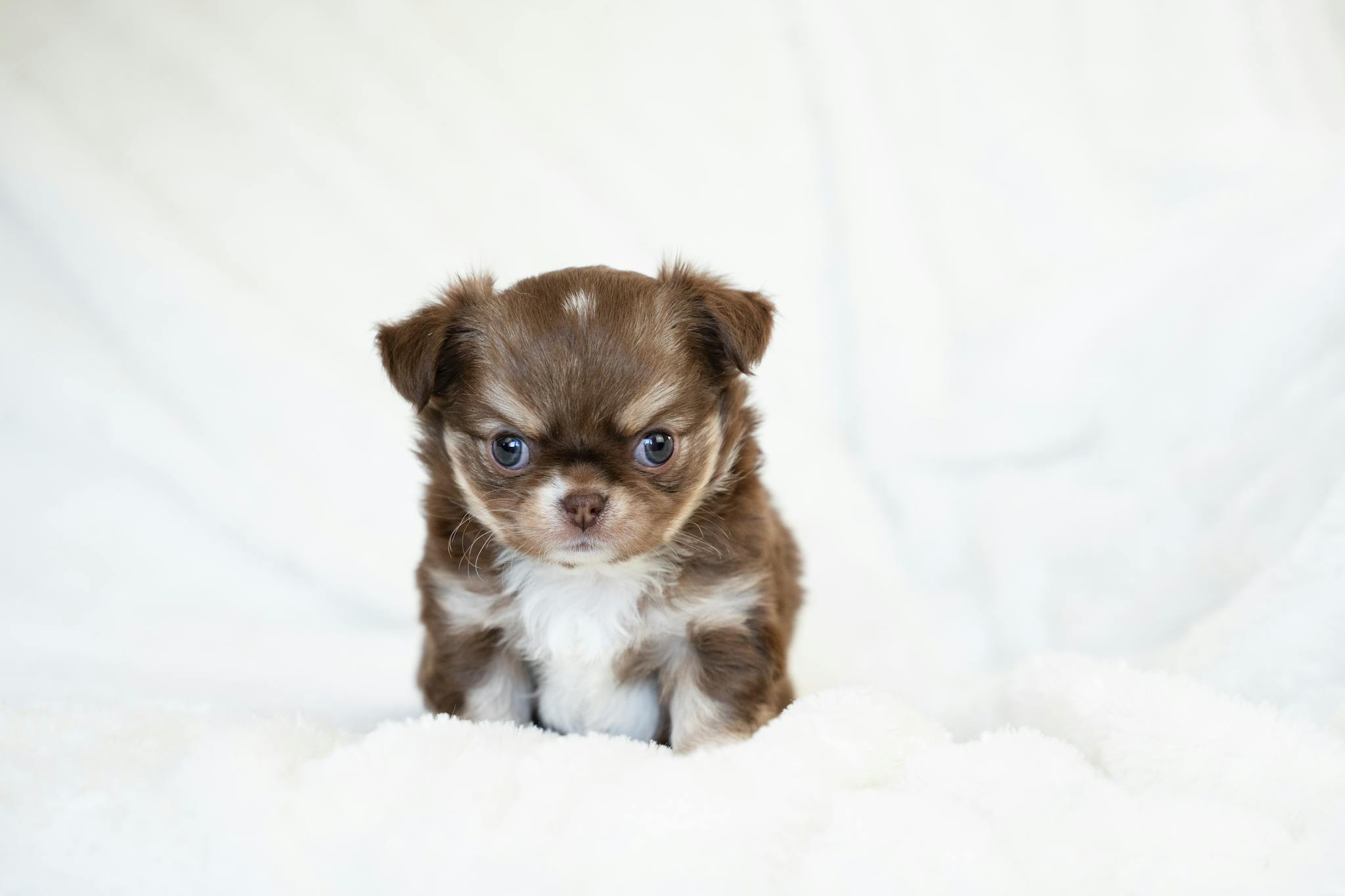 Cute brown and white Chihuahua puppy with fluffy coat sitting on a soft white blanket.