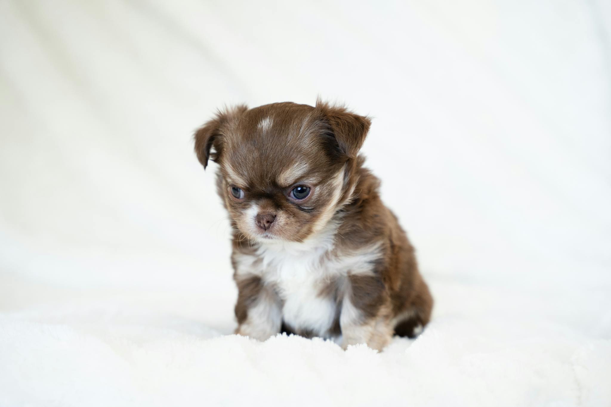 Cute brown and white long-haired Chihuahua puppy sitting on a soft blanket.