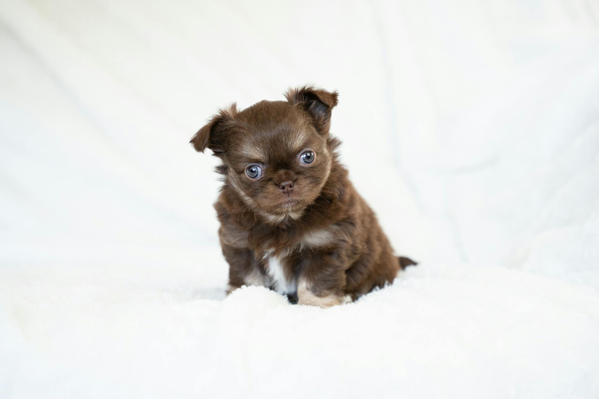 Cute brown Chihuahua puppy with long coat sitting on a white blanket, looking curious.
