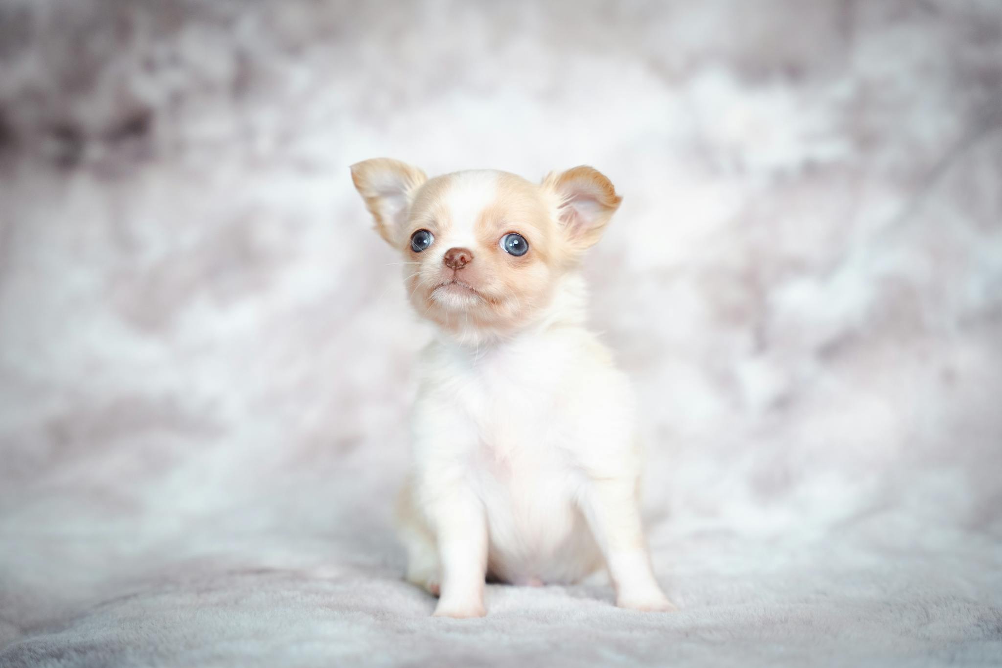 Cute cream colored Chihuahua puppy sitting on a soft neutral background with a curious expression.