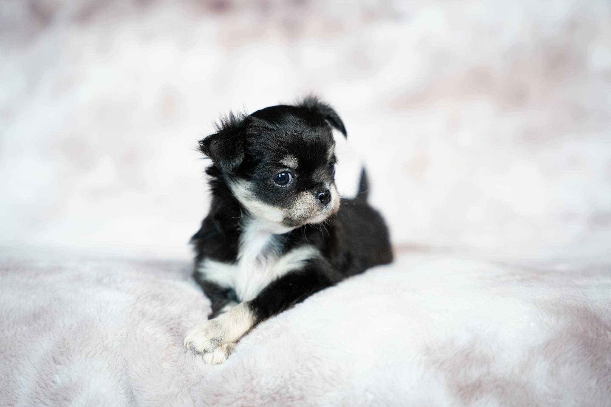 Cute long-haired Chihuahua puppy resting on a soft plush surface.