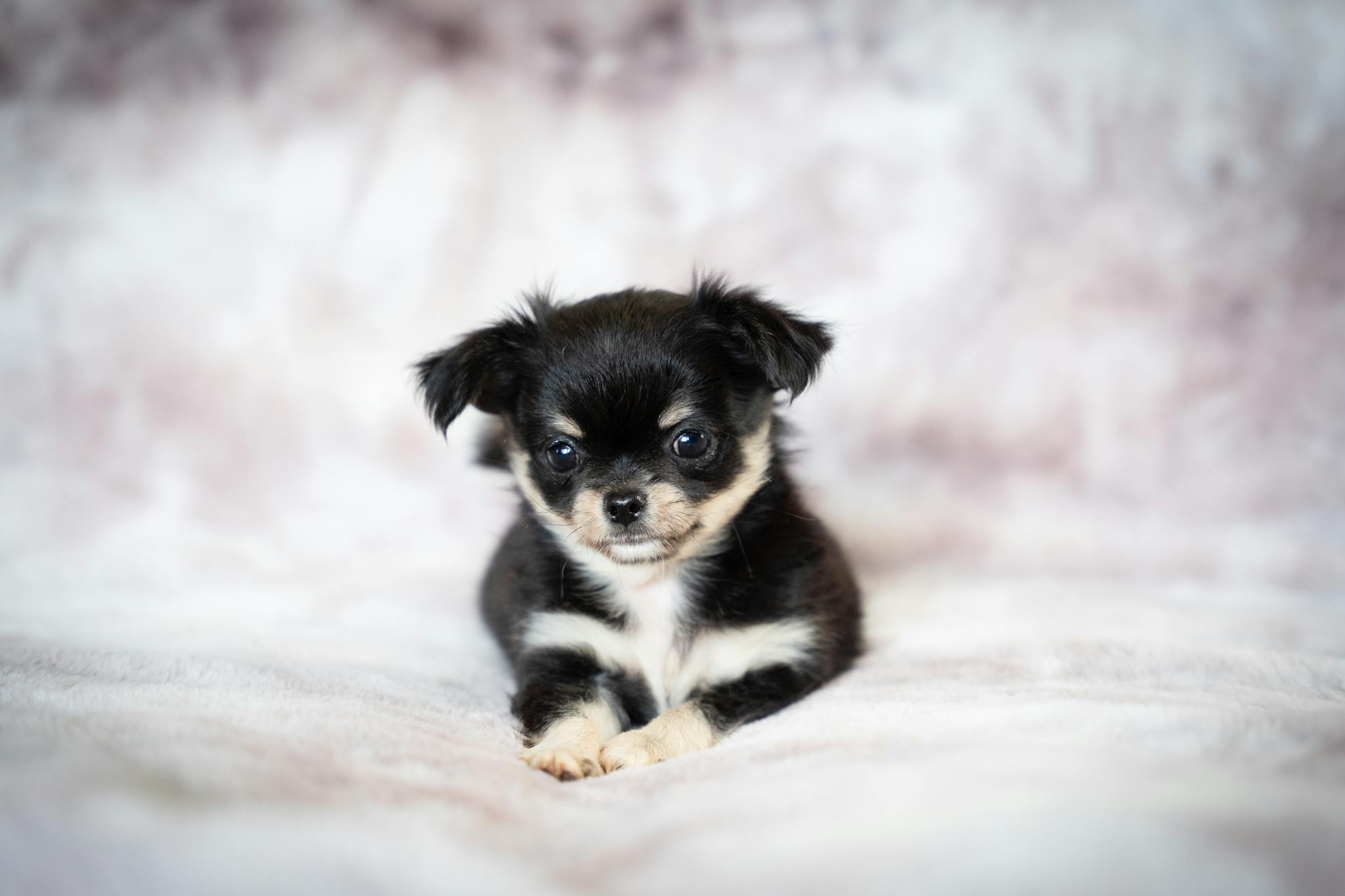 Cute long-haired Chihuahua puppy sitting on a soft backdrop. Perfect for pet lovers and dog enthusiasts.