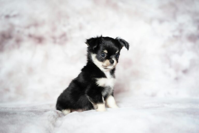 Cute tri-colored long-coat Chihuahua puppy sitting on a soft, fluffy background in a studio setting.