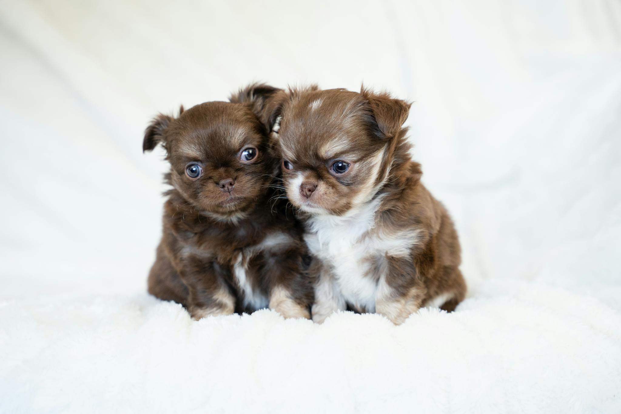 Two fluffy chocolate Chihuahua puppies sitting on a soft white background.